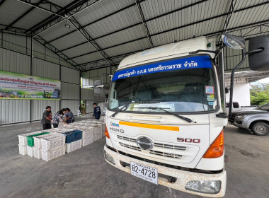 ลงพื้นที่ตรวจเยี่ยมการปฎิบัติงานรวบรวมผลไม้มังคุด ... พารามิเตอร์รูปภาพ 6