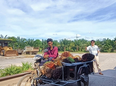 ลงพื้นที่ติดตามและรับฟังแนวทางการแก้ไขปัญหาปาล์มน้ำมันของสหกรณ์ ณ สหกรณ์ปาล์มควนชะลิก จำกัด ต.ควนชะลิก อ.หัวไทร จ.นครศรีธรรมราช ... พารามิเตอร์รูปภาพ 6