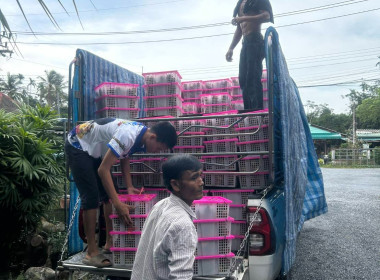 รวบรวมผลผลิตมังคุด เพื่อกระจายออกนอกแหล่งผลิต ... พารามิเตอร์รูปภาพ 4