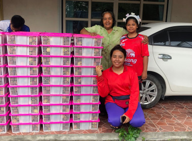 รวบรวมผลผลิตมังคุด เพื่อกระจายออกนอกแหล่งผลิต ... พารามิเตอร์รูปภาพ 13