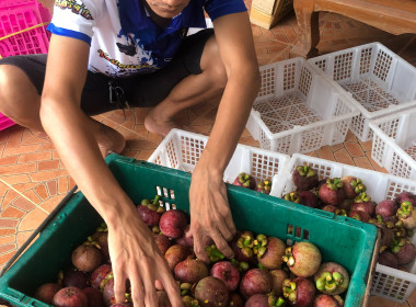 รวบรวมผลผลิตมังคุด เพื่อกระจายออกนอกแหล่งผลิต ... พารามิเตอร์รูปภาพ 17