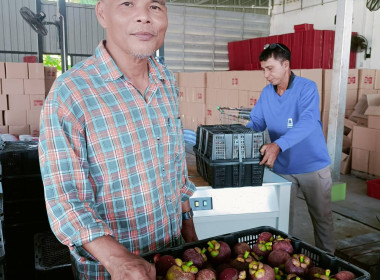 รวบรวมผลผลิตมังคุด จากสมาชิกสหกรณ์ ... พารามิเตอร์รูปภาพ 3