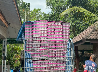 ลงพื้นที่เข้าตรวจสอบการรวบรวมผลผลิต คุณภาพผลผลิต ... พารามิเตอร์รูปภาพ 3