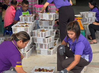 ตรวจเยี่ยมให้คำแนะนำในการรับซื้อผลผลิตมังคุดคุณภาพ ... พารามิเตอร์รูปภาพ 3