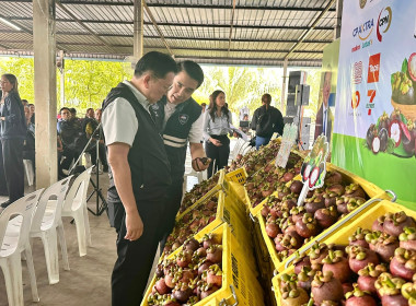 พิธีเปิดงาน “เชื่อมโยงผลไม้ออกนอกแหล่งผลิต” ณ บ้านศาลา 3 ... พารามิเตอร์รูปภาพ 13