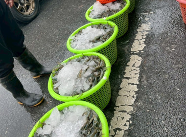 โครงการส่งเสริมการรณรงค์บริโภคสินค้ากุ้ง ปี 2567 ... พารามิเตอร์รูปภาพ 1