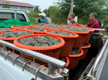 โครงการส่งเสริมการรณรงค์บริโภคสินค้ากุ้ง ปี 2567 ... พารามิเตอร์รูปภาพ 3