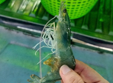 โครงการส่งเสริมการรณรงค์บริโภคสินค้ากุ้ง ปี 2567 ... พารามิเตอร์รูปภาพ 7