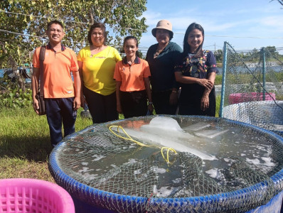 ตรวจสอบความถูกต้องขอข้อมูลเอกสารประกอบการซื้อขายกุ้งประจำจุดรวบรวม ณ สำนักงานสหกรณ์ผู้เลี้ยงกุ้ง จำกัด ต.ท่าพยา อ.ปากพนัง จ.นครศรีธรรมราช ... พารามิเตอร์รูปภาพ 1