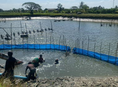 ตรวจสอบความถูกต้องขอข้อมูลเอกสารประกอบการซื้อขายกุ้งประจำจุดรวบรวม ณ สำนักงานสหกรณ์ผู้เลี้ยงกุ้ง จำกัด ต.ท่าพยา อ.ปากพนัง จ.นครศรีธรรมราช ... พารามิเตอร์รูปภาพ 6