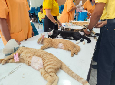 พิธีสดุดีเทิดพระเกียรติ โครงการปศุสัตว์ร่วมใจฯ ... พารามิเตอร์รูปภาพ 3