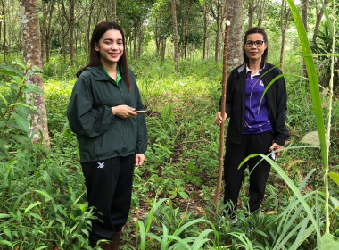 ลงพื้นที่ตรวจสอบและเก็บข้อมูลแนวเขตพื้นที่สงวนเพื่อกิจการนิคมสหกรณ์ เพื่อดำเนินการตามคำสั่งการของกรมส่งเสริมสหกรณ์ต่อไป ณ พื้นที่นิคมสหกรณ์ทุ่งสง หมู่ที่ 4 ต.เขาขาว อ.ทุ่งสง จ.นครศรีธรรมราช ... พารามิเตอร์รูปภาพ 2