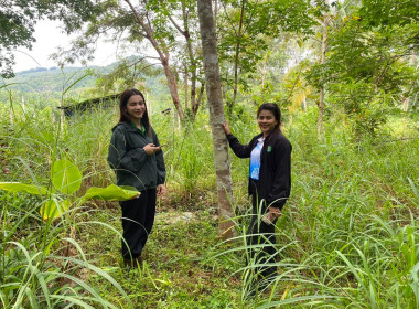 ลงพื้นที่ตรวจสอบและเก็บข้อมูลแนวเขตพื้นที่สงวนเพื่อกิจการนิคมสหกรณ์ เพื่อดำเนินการตามคำสั่งการของกรมส่งเสริมสหกรณ์ต่อไป ณ พื้นที่นิคมสหกรณ์ทุ่งสง หมู่ที่ 4 ต.เขาขาว อ.ทุ่งสง จ.นครศรีธรรมราช ... พารามิเตอร์รูปภาพ 3