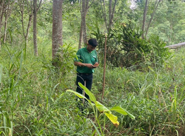 ลงพื้นที่ตรวจสอบและเก็บข้อมูลแนวเขตพื้นที่สงวนเพื่อกิจการนิคมสหกรณ์ เพื่อดำเนินการตามคำสั่งการของกรมส่งเสริมสหกรณ์ต่อไป ณ พื้นที่นิคมสหกรณ์ทุ่งสง หมู่ที่ 4 ต.เขาขาว อ.ทุ่งสง จ.นครศรีธรรมราช ... พารามิเตอร์รูปภาพ 4