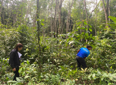 ลงพื้นที่ตรวจสอบและเก็บข้อมูลแนวเขตพื้นที่สงวนเพื่อกิจการนิคมสหกรณ์ เพื่อดำเนินการตามคำสั่งการของกรมส่งเสริมสหกรณ์ต่อไป ณ พื้นที่นิคมสหกรณ์ทุ่งสง หมู่ที่ 4 ต.เขาขาว อ.ทุ่งสง จ.นครศรีธรรมราช ... พารามิเตอร์รูปภาพ 6