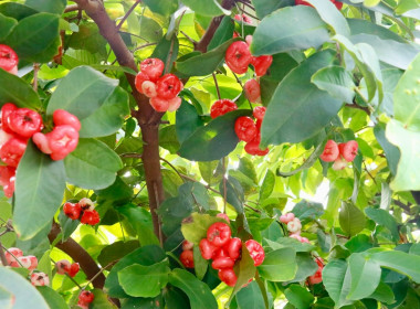 เข้าเยี่ยมคารวะและมอบกระเช้าของขวัญ ... พารามิเตอร์รูปภาพ 16