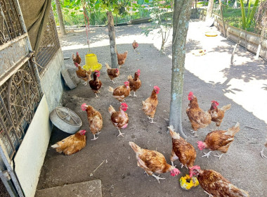 ติดตาม สมาชิกที่น้อมนำ ... พารามิเตอร์รูปภาพ 6