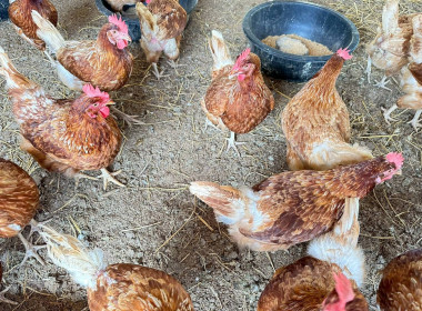 ติดตามสมาชิก ... พารามิเตอร์รูปภาพ 6