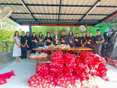 ร่วมกันกระจายหอมหัวใหญ่ จากสหกรณ์ผู้ปลูกหอมหัวใหญ่แม่วาง ... พารามิเตอร์รูปภาพ 1