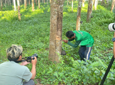 การถ่ายทำสารคดีโทรทัศน์ “ไม้เรียง...วิถีแผ่นรมควัน ... พารามิเตอร์รูปภาพ 6